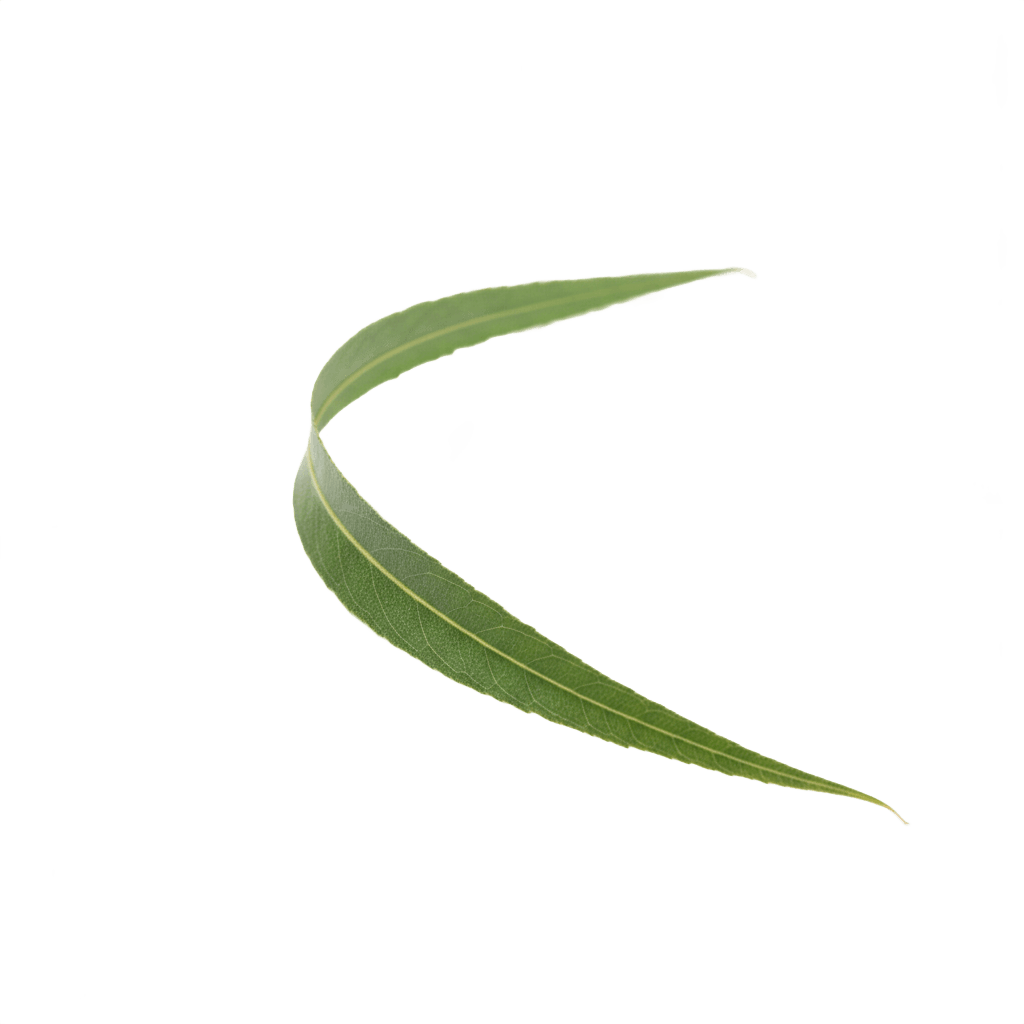 Willow Leaf
